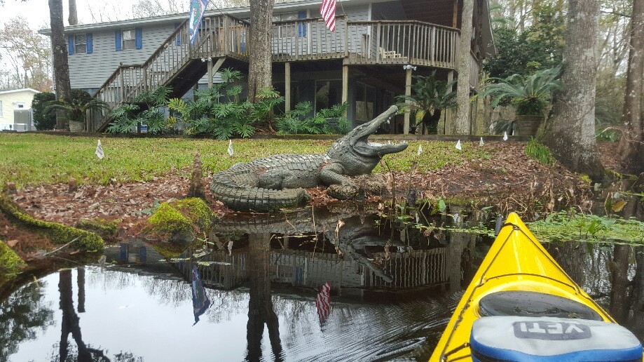 Trip photo #7/7 Only gator i saw this week. Still thinking of last weeks encounter!