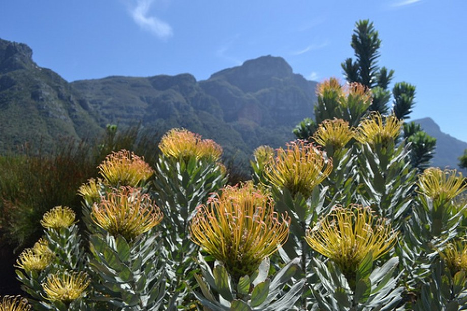 Trip photo #20/22 Pincushion Proteas with Devil's Peak in the distance