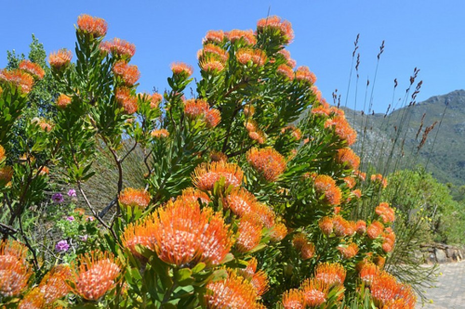 Trip photo #22/22 More glorious Pincushion Proteas