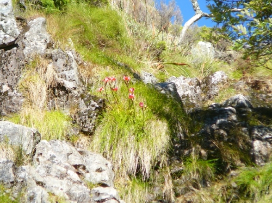Trip photo #12/32 Disas flowering near the top of the falls.