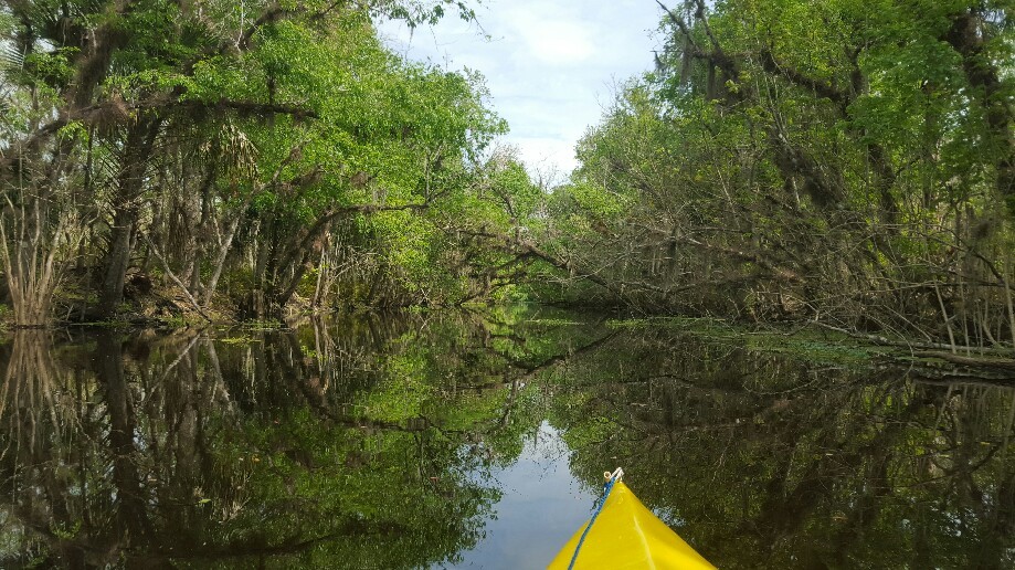 Trip photo #7/8 Inside Birdhouse canal - no bird houses, but we spooked a large gator up on the bank. Let me tell you they can run very very fast!!!