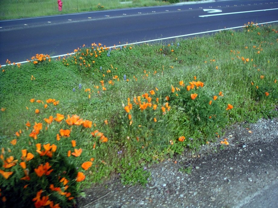Trip photo #4/22 Roadside poppies on Concannon