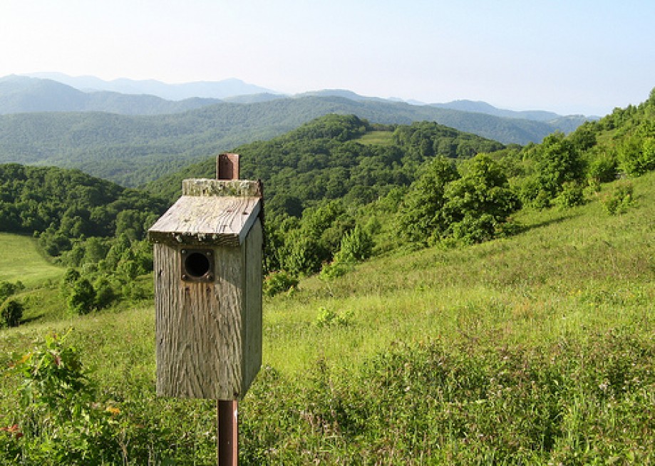 Trip photo #2/13 Birdhouse at Max Patch