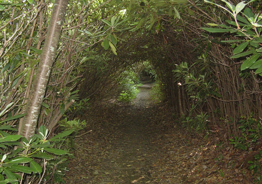 Trip photo #10/13 Rhododendron tunnel