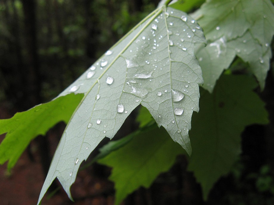 Trip photo #2/12 Raindrops on a leaf