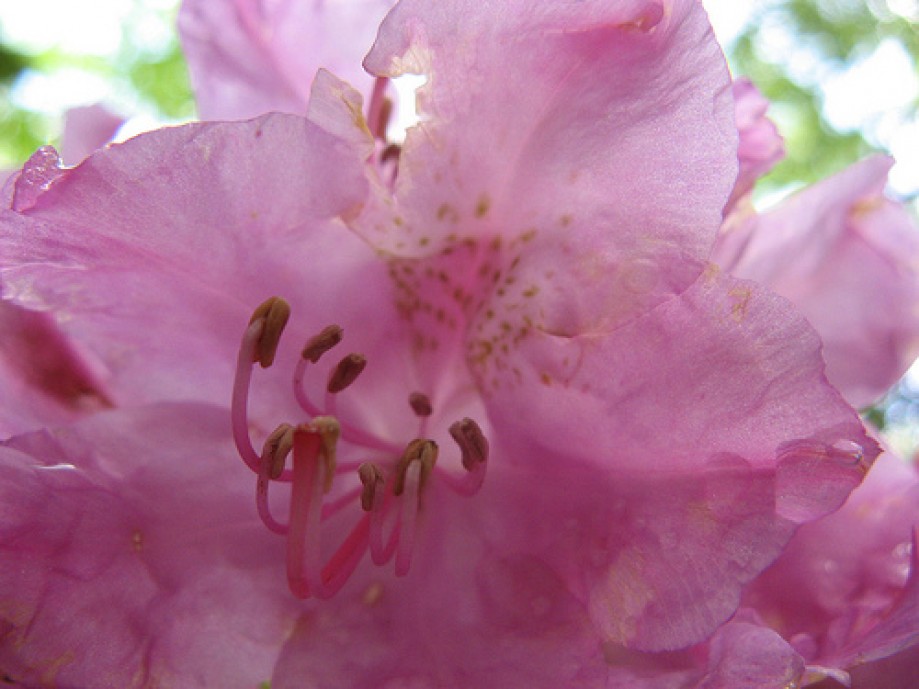 Trip photo #3/12 Rhododendron in full bloom