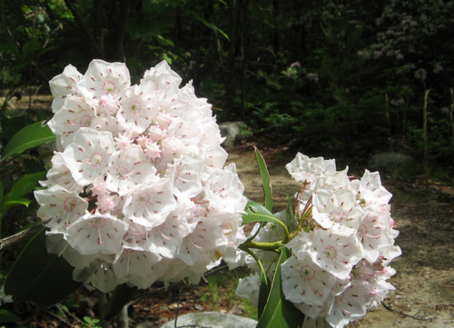 Trip photo #4/12 Mountain laurel in bunches