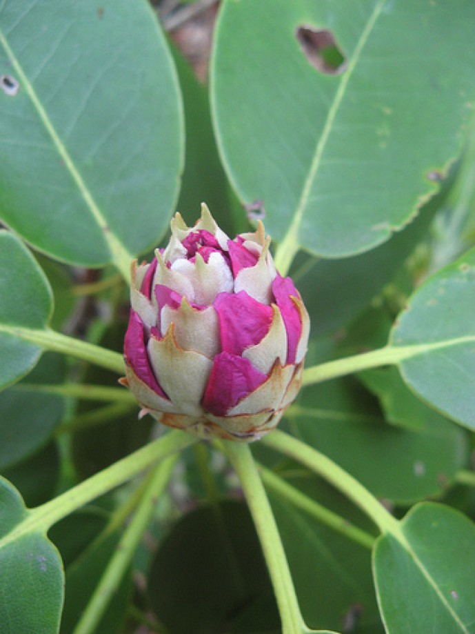 Trip photo #6/12 Rhododendron about to bloom
