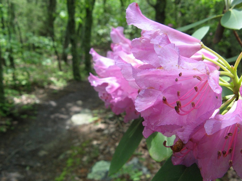 Trip photo #8/12 More rhododendrons along the trail