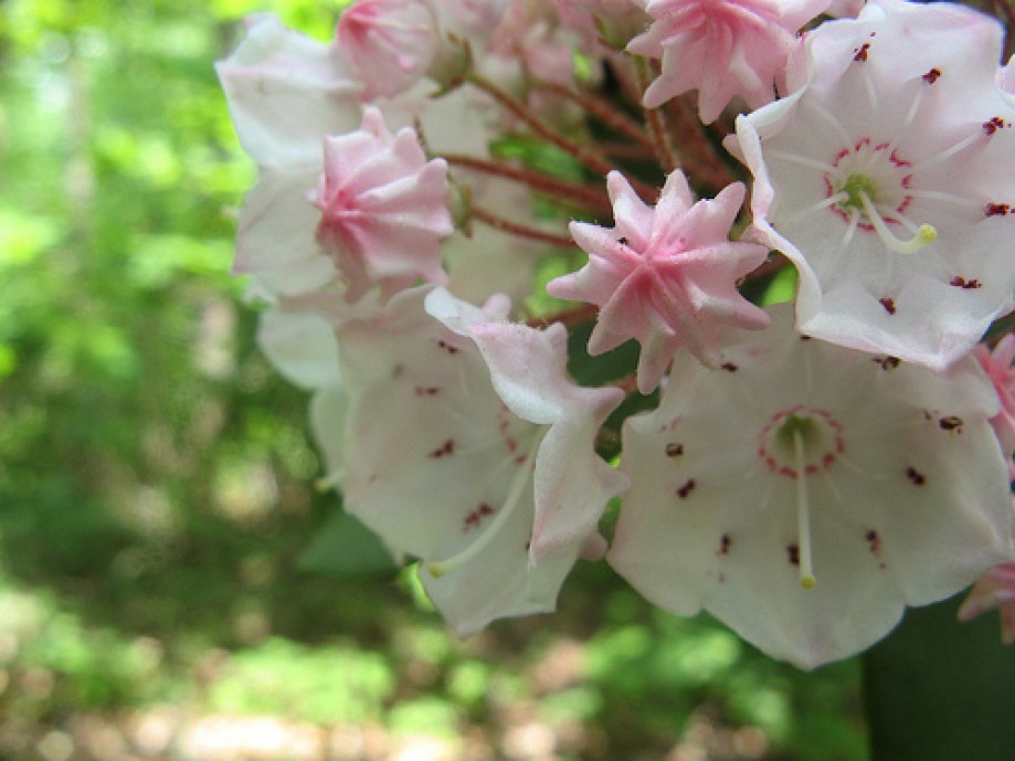 Trip photo #9/12 Mountain Laurel blooms and buds