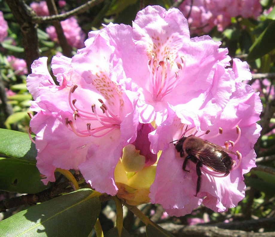 Trip photo #11/12 Big bee in a rhododendron