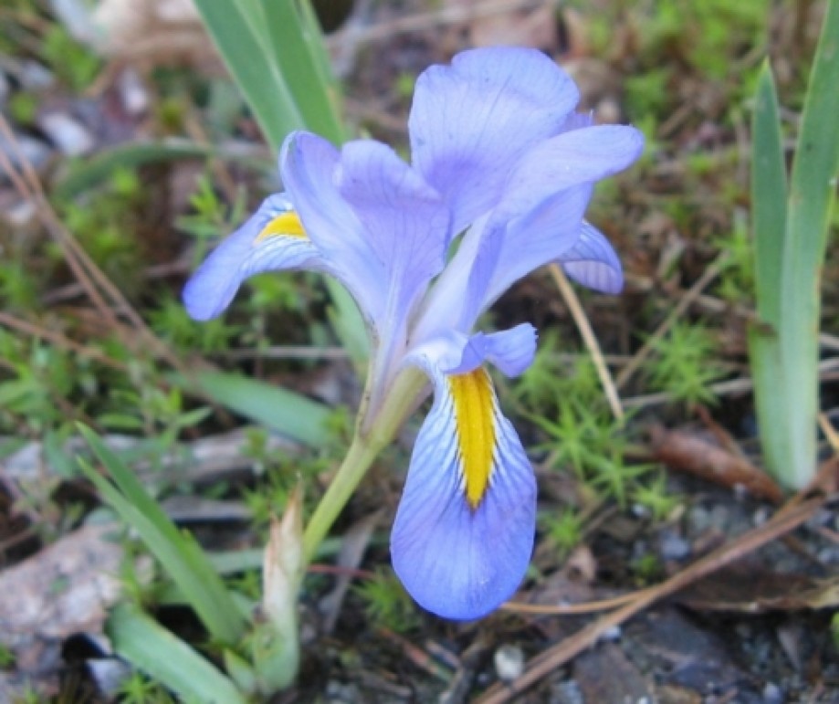 Trip photo #4/13 Iris in Panthertown Valley