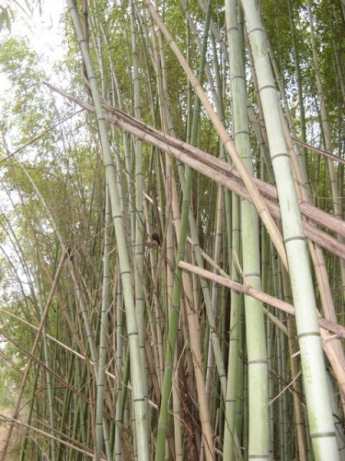 Trip photo #2/15 Bamboo along Laurel Bluff Trail
