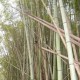 Bamboo along Laurel Bluff Trail