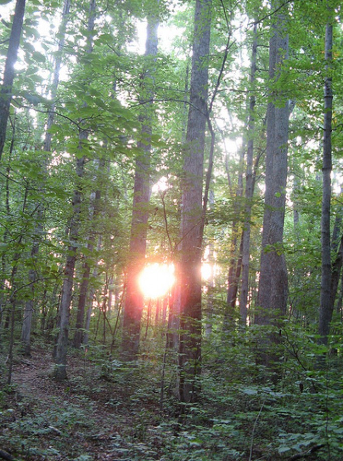 Trip photo #3/15 Sun in the trees