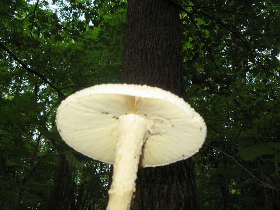 Trip photo #5/15 Mushroom