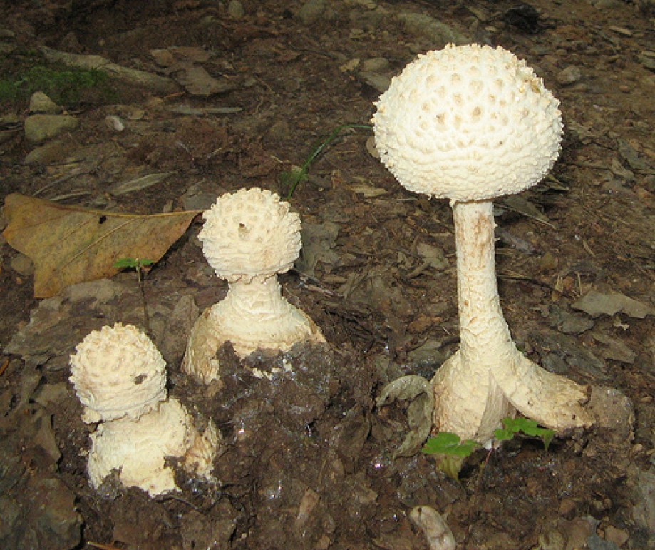 Trip photo #14/15 More mushrooms
