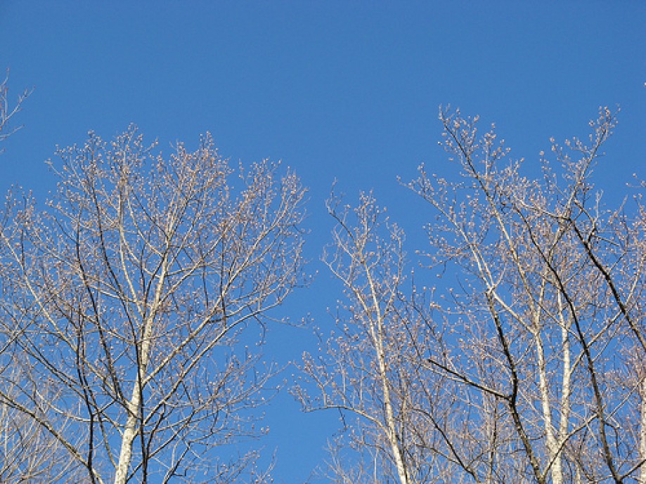 Trip photo #1/8 Buds against blue sky