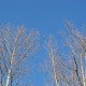 Buds against blue sky