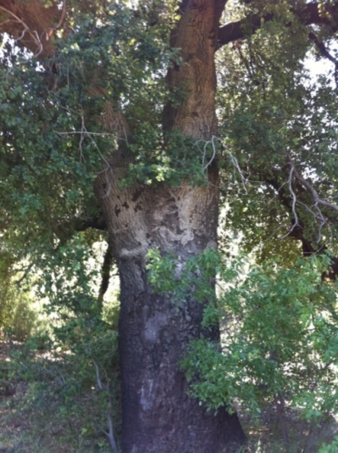 Trip photo #12/12 One Big Oak