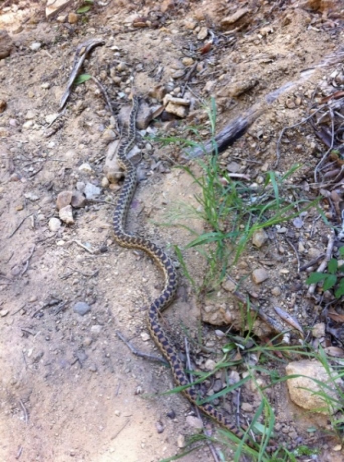 Trip photo #6/12 Big Gopher Snake