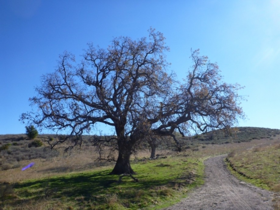 Trip photo #47/51 Big oak.