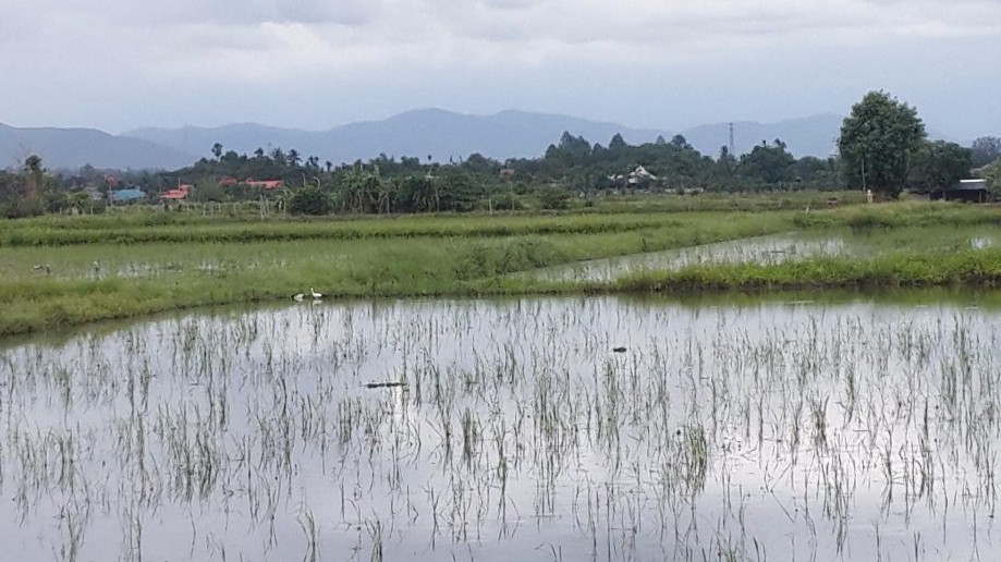 Trip photo #1/8 Paddy fields with Egret and Asian Openbills in middle left of photo