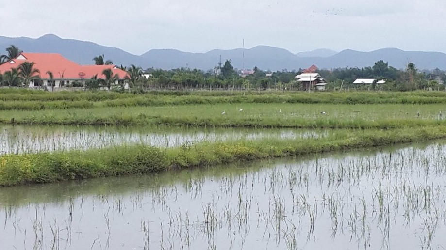 Trip photo #2/8 Paddy fields with Egret and Asian Openbills