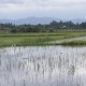 Paddy fields with Egret and Asian Openbills in middle left of photo