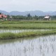 Paddy fields with Egret and Asian Openbills