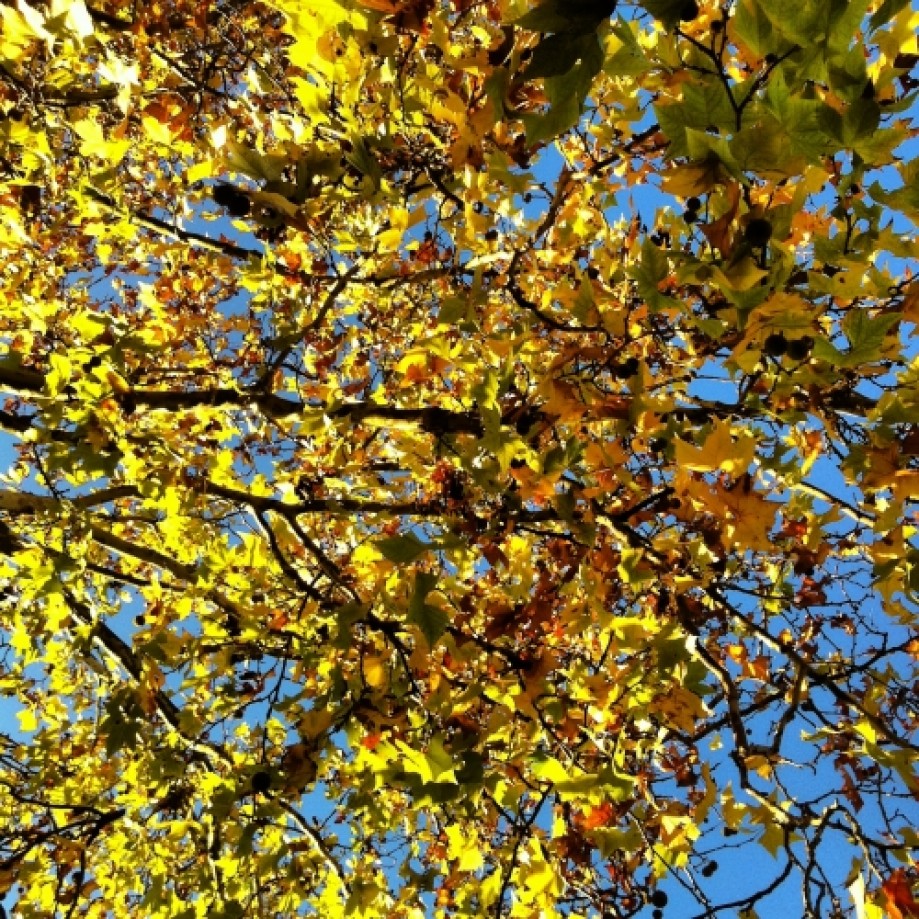 Trip photo #2/15 Golden leaves