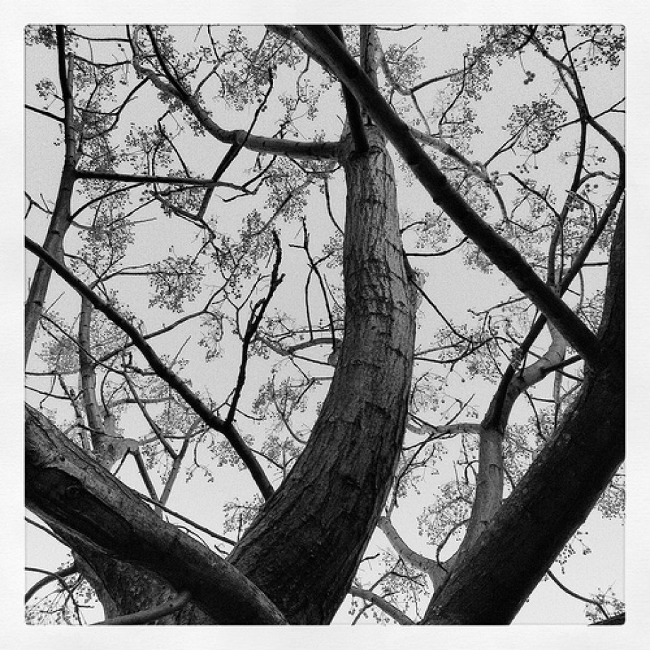 Trip photo #1/69 Tree