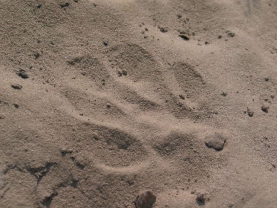 Trip photo #1/14 Leopard footprint