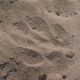 Leopard footprint