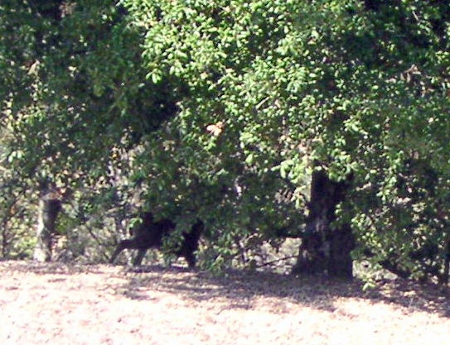 Trip photo #6/12 Deer hiding behind tree