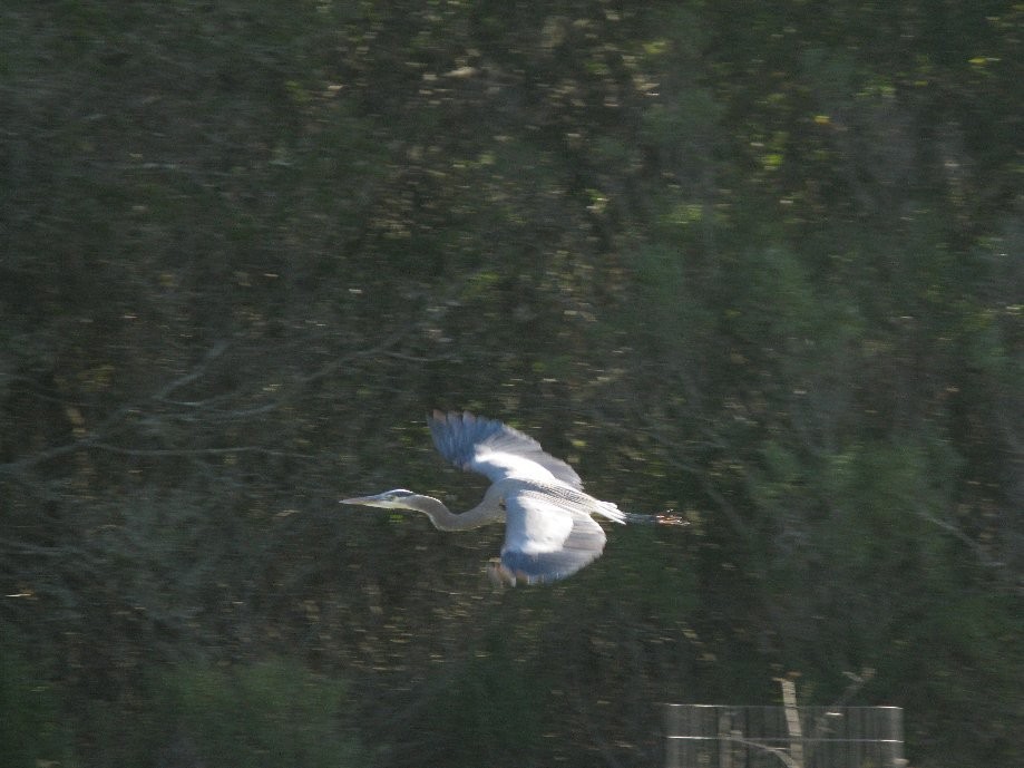 Trip photo #3/18 Blue Heron