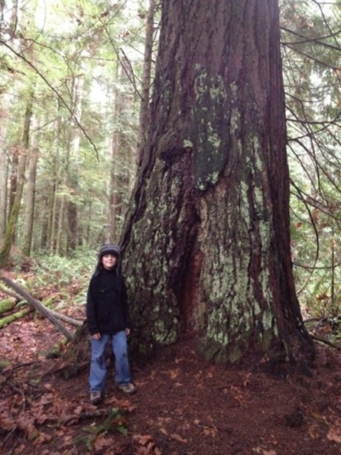 Trip photo #1/3 Base of a big Douglas fir.