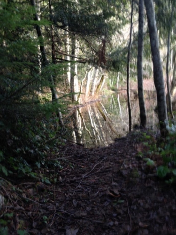 Trip photo #3/4 The beaver-flooded section of trail looking back to the east.
