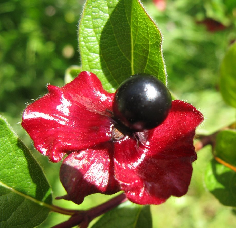 Trip photo #8/21 Black Twinberry - I can confirm the description as "not edible - bitter"