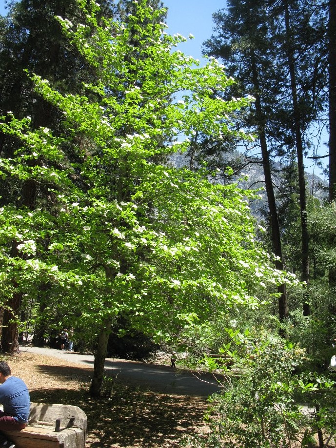 Trip photo #3/9 Dogwood Tree