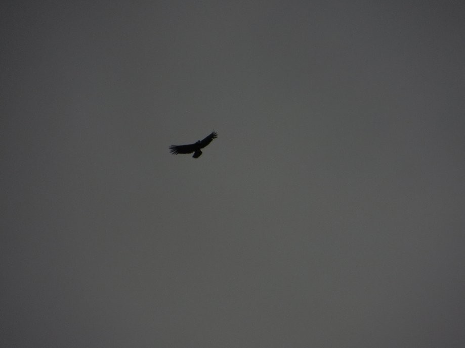Trip photo #9/31 Andean Condor