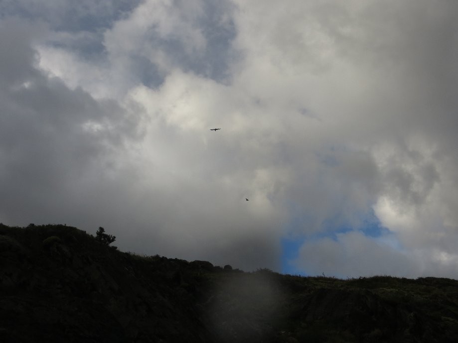 Trip photo #10/31 Andean Condors