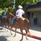 Equestrians in Danville