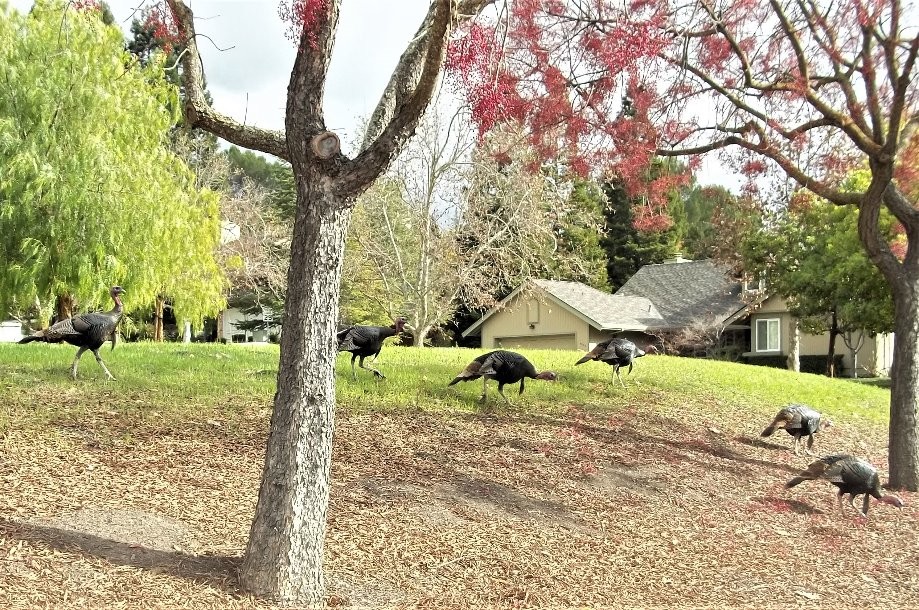 Trip photo #6/6 Turkeys on Alcosta