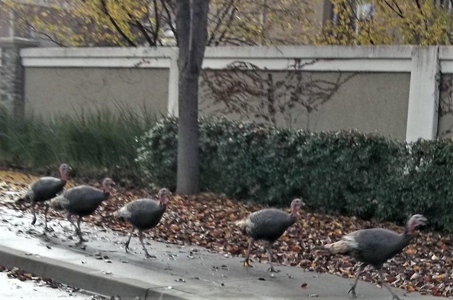 Trip photo #2/6 Turkey trot on East Branch