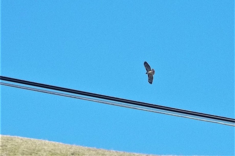 Trip photo #4/15 Redtail hawk